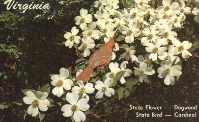 Eyalet Çiçeği, Virginia Kartpostalı